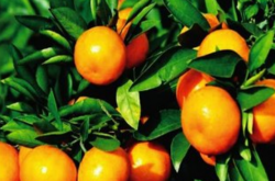 柑橘衰退病的常见症状