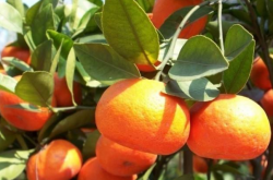 柑橘黄龙病防治规范
