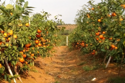 云南柑橘种植地区