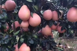 三红蜜柚栽培技术