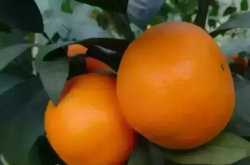 种植什么柑橘品种好