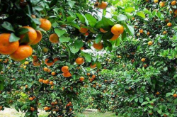 2020年后柑橘种植前景