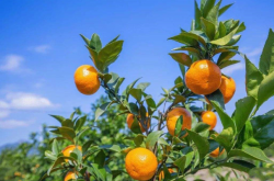 柑橘种植地理条件