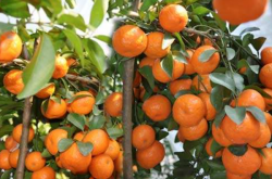 柑橘施肥需要注意哪些原则