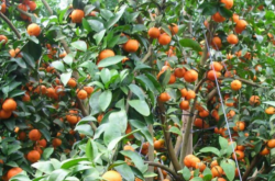 全州柑橘种植业发展情况