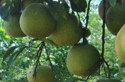 沙田柚种植条件是怎样的