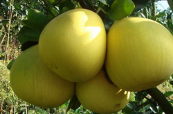 三红蜜柚种植技术