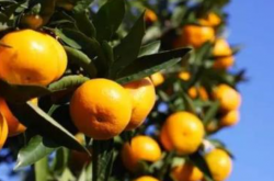 巴东柑橘种植所需气候条件