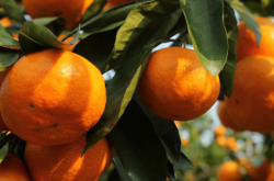 南方柑橘幼树施肥技术