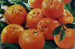 红柑橘树的种植方法