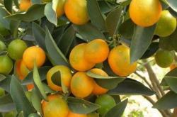 柑橘种植及防治技术