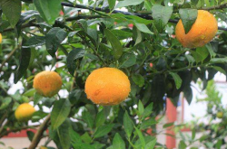 北方也能种植柑橘吗