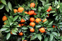 柑橘盆景的栽培方法