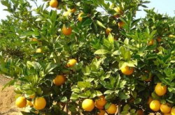 美国柑橘品种与种植技术