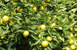 柑橘幼树施肥方法