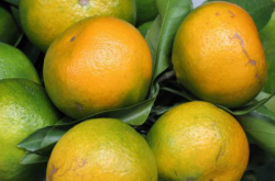 柑橘树苗怎么培育？