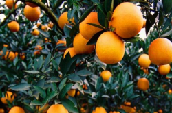 自贡市柑橘种植现状
