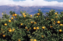 柑橘套袋打什么农药对果实影响小？