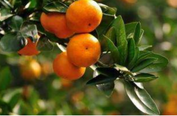 柑橘种植计划