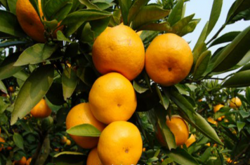 柑橘苗黄龙病的防治方法