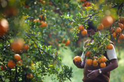 一年柑橘施肥方法