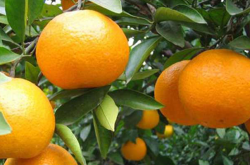 柑橘如何浇水施肥？