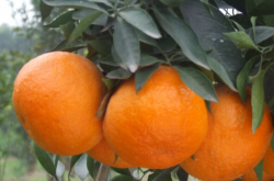 柑橘沙皮病的危害