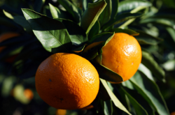 柑橘苗的栽培管理