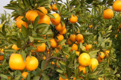 柑橘幼苗1到3年果树的管理