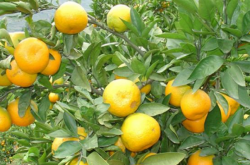 柑橘在什么地形种植