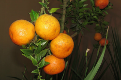柑橘种植要考虑的因素