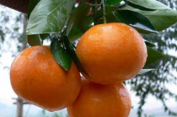 柑橘成花的原理及促花手段