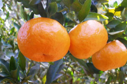 柑橘种植前景怎么样？