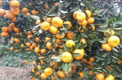 柑橘适宜种植在哪里