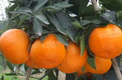 柑橘癣苔病的危害