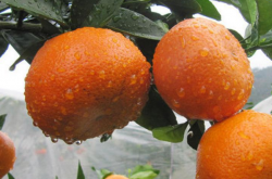 柑橘炭疽病的症状及防治方法