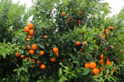种植柑橘夏季需要注意什么