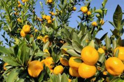柑橘种植放冬梢和哪些因素有关？