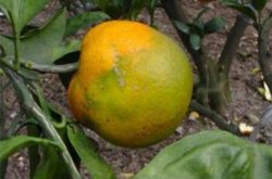 柑橘黄龙病的根部症状及预防方法有哪些？