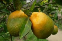 重庆柑橘黄龙病原因以及预防方法有哪些？