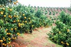 晚熟柑橘应该如何种植?