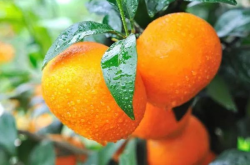 广西柑橘种植品种有哪些？