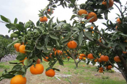 规模化柑橘种植