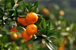 江津柑橘种植现状是怎样的？