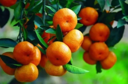 广西柑橘种植比例是怎样的？