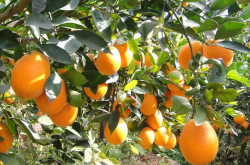 湖北适合种植什么新品柑橘？
