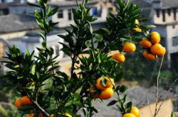 洞口县柑橘种植品种有什么？
