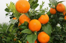 沙壤土适合种植柑橘吗？