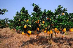柑橘种植什么草最好？