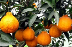 不知火柑橘种植范围有哪些？
